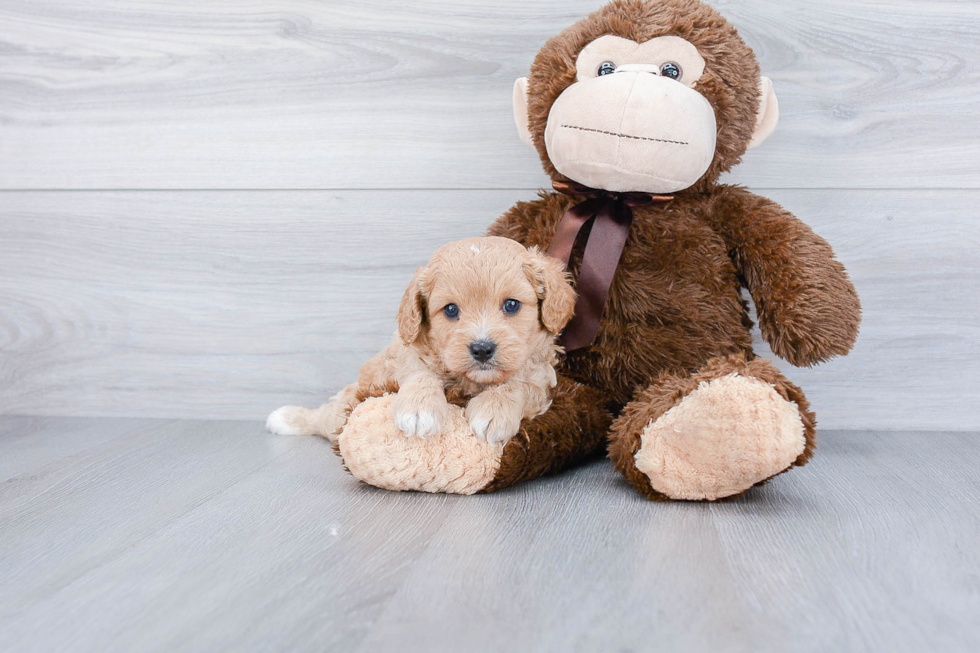 Cavapoo Pup Being Cute