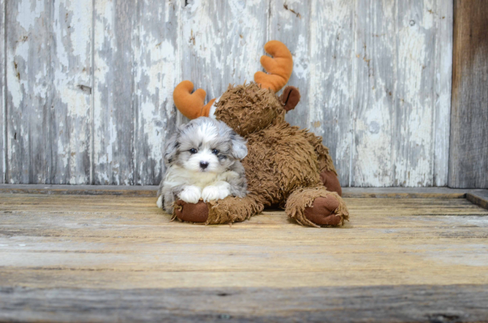 Best Mini Aussiedoodle Baby