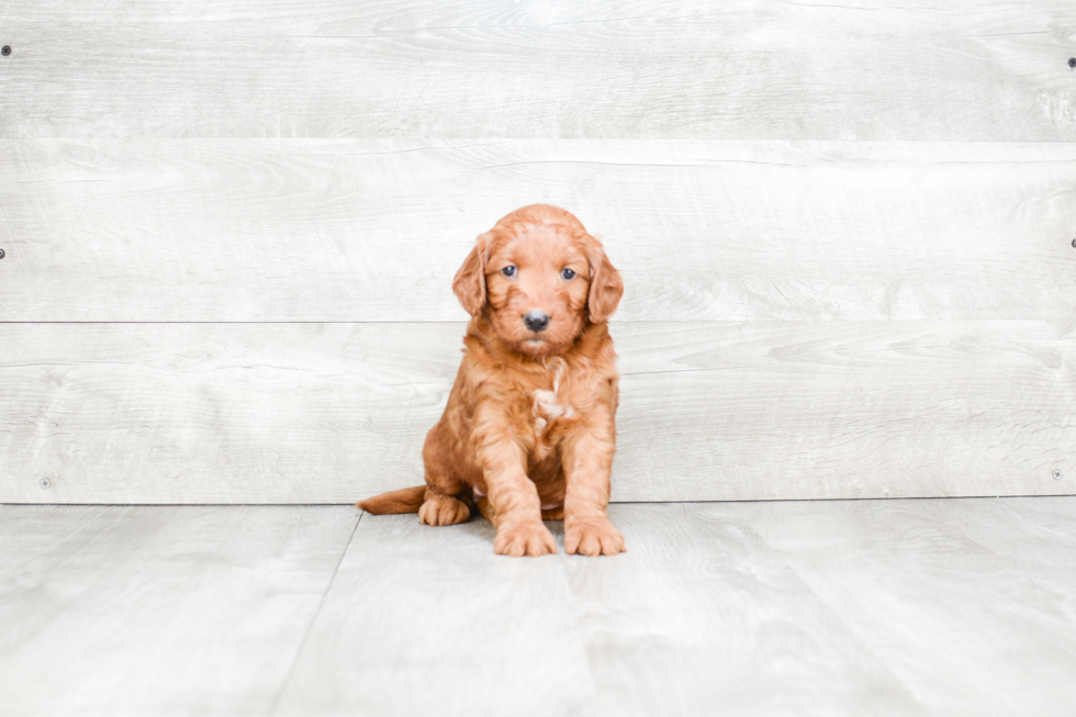 Mini Goldendoodle Puppy for Adoption