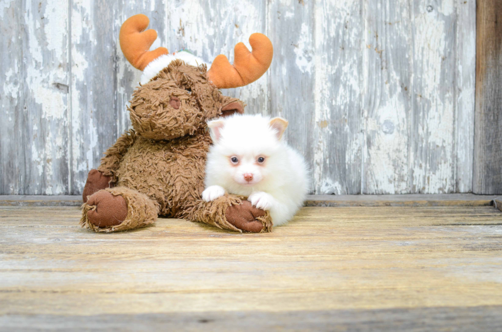 Small Pomeranian Purebred Pup