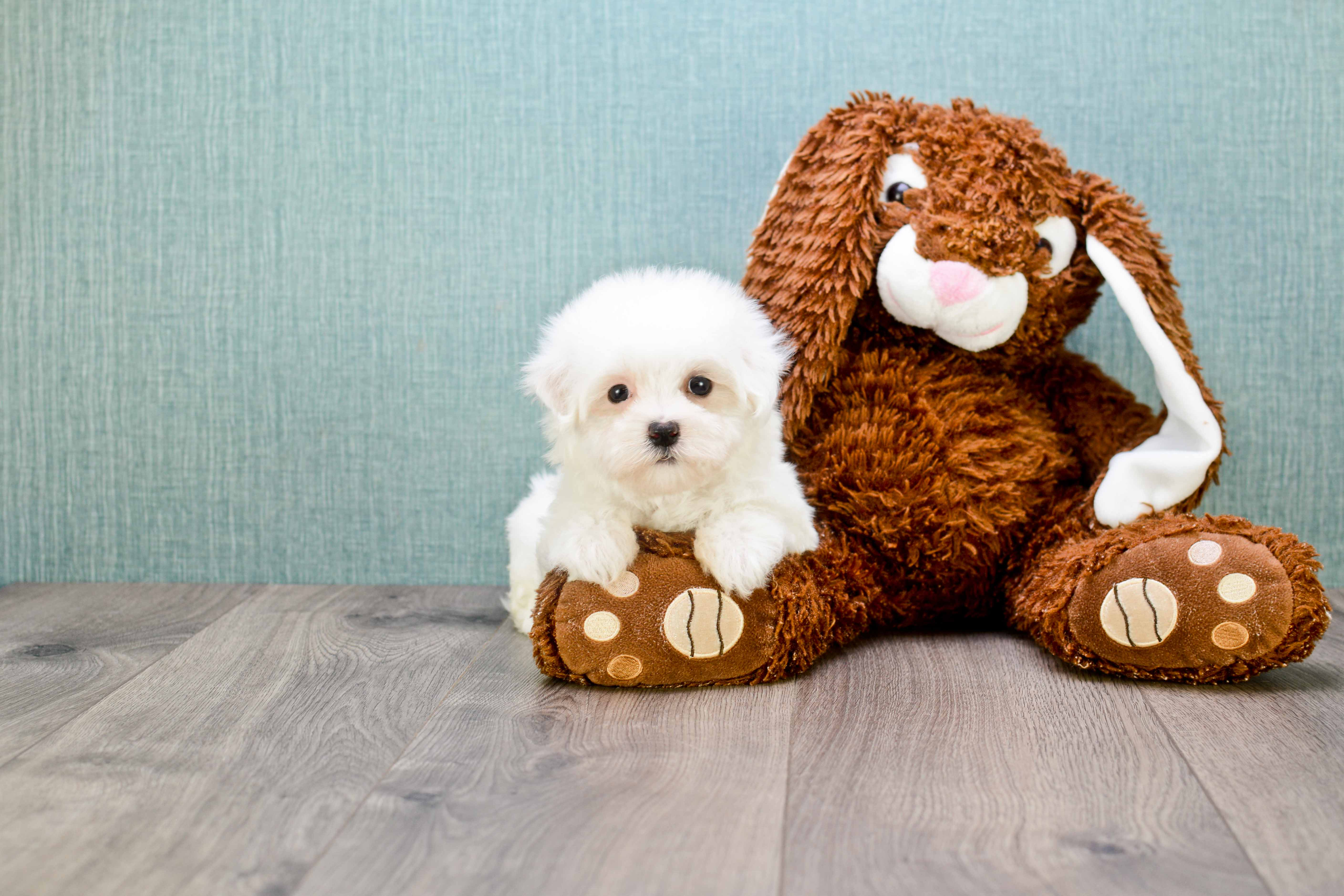 Maltese Puppy for Adoption