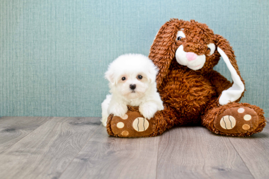 Maltese Puppy for Adoption