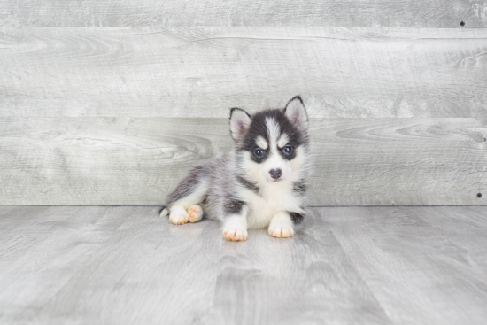 Pomsky Puppy for Adoption