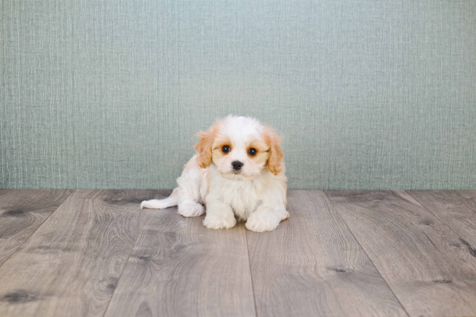 Playful Cavalier Designer Puppy