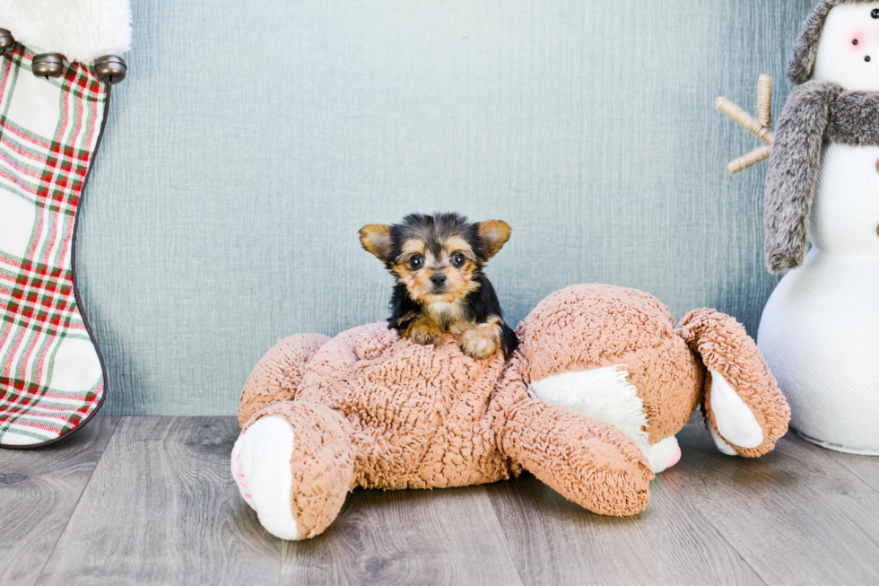 Best Morkie Baby