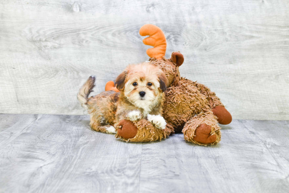 Funny Havanese Baby