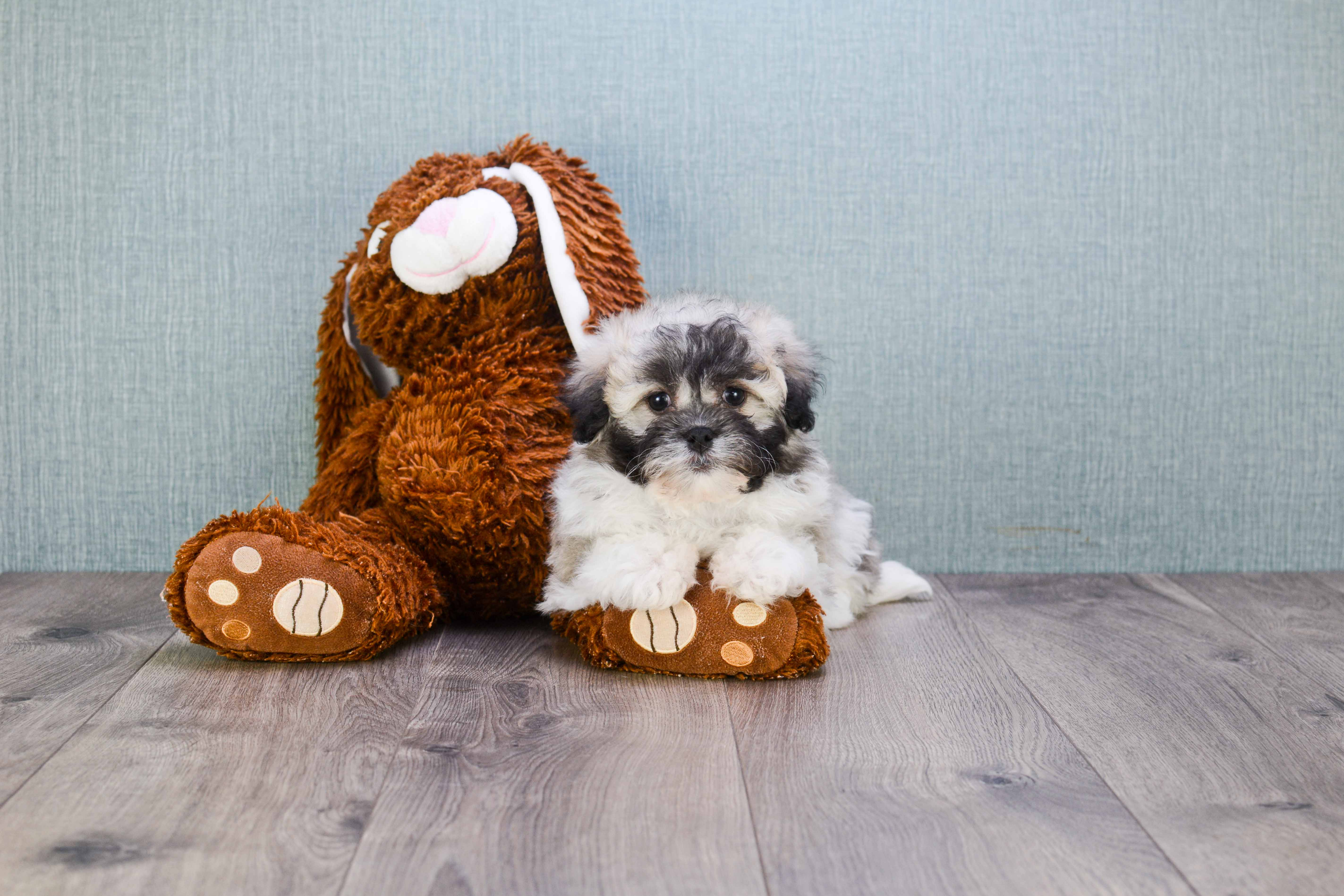 Havanese Pup Being Cute