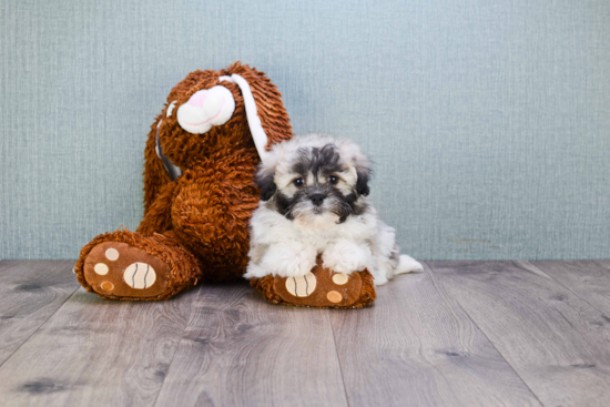 Havanese Pup Being Cute