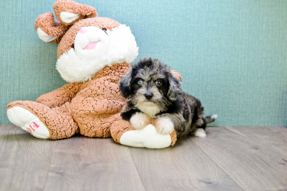 Yorkie Poo Puppy for Adoption