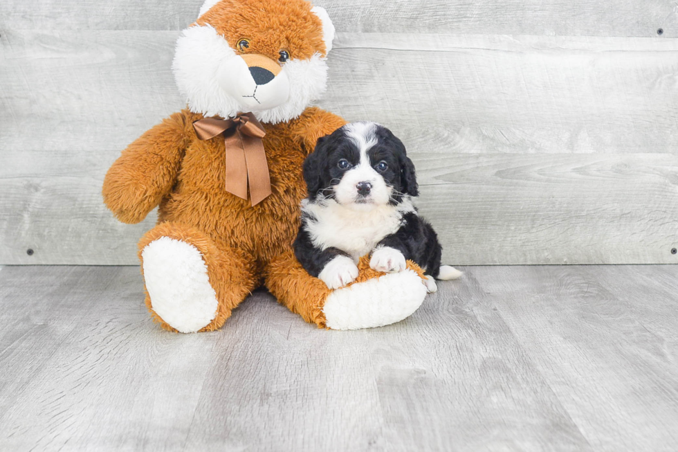 Mini Bernedoodle Puppy for Adoption