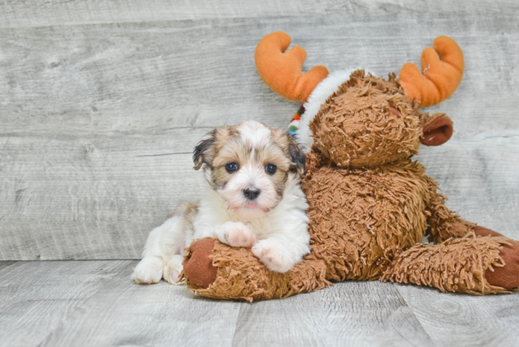 Happy Havanese Purebred Puppy