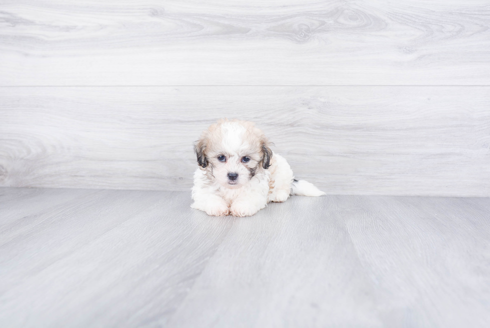 Little Shit Designer Puppy