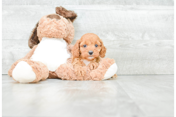 Cockapoo Pup Being Cute