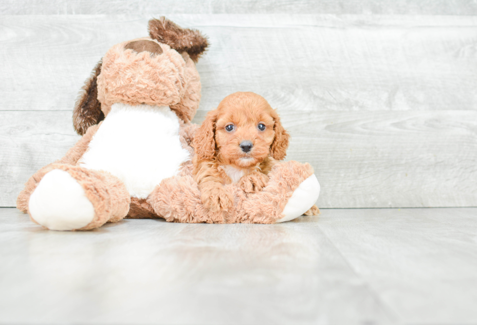 Cockapoo Pup Being Cute