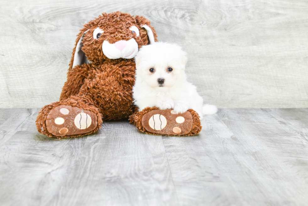 Maltese Pup Being Cute