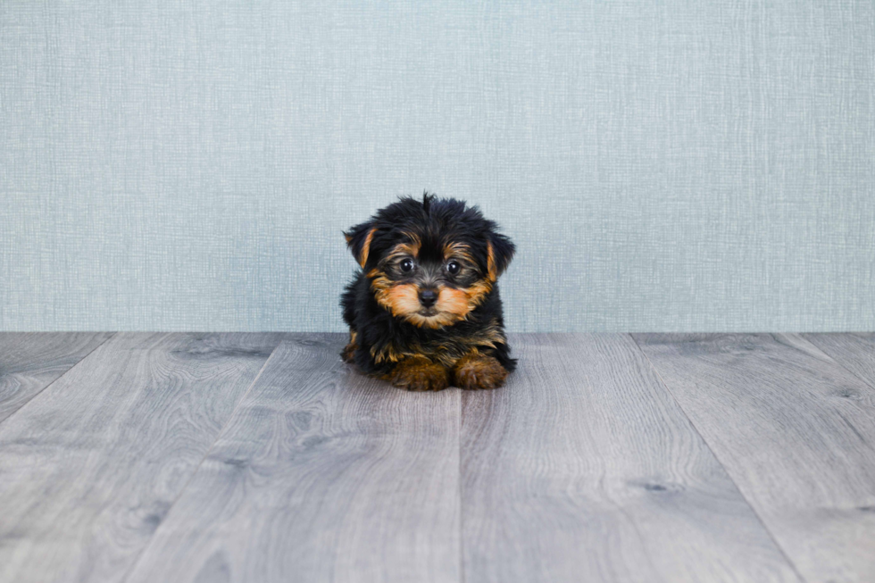 Meet Timmy - our Yorkshire Terrier Puppy Photo 