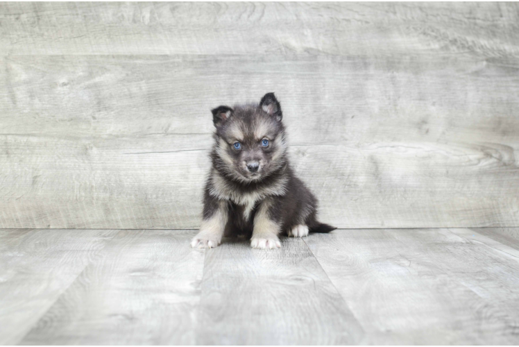 Best Pomsky Baby