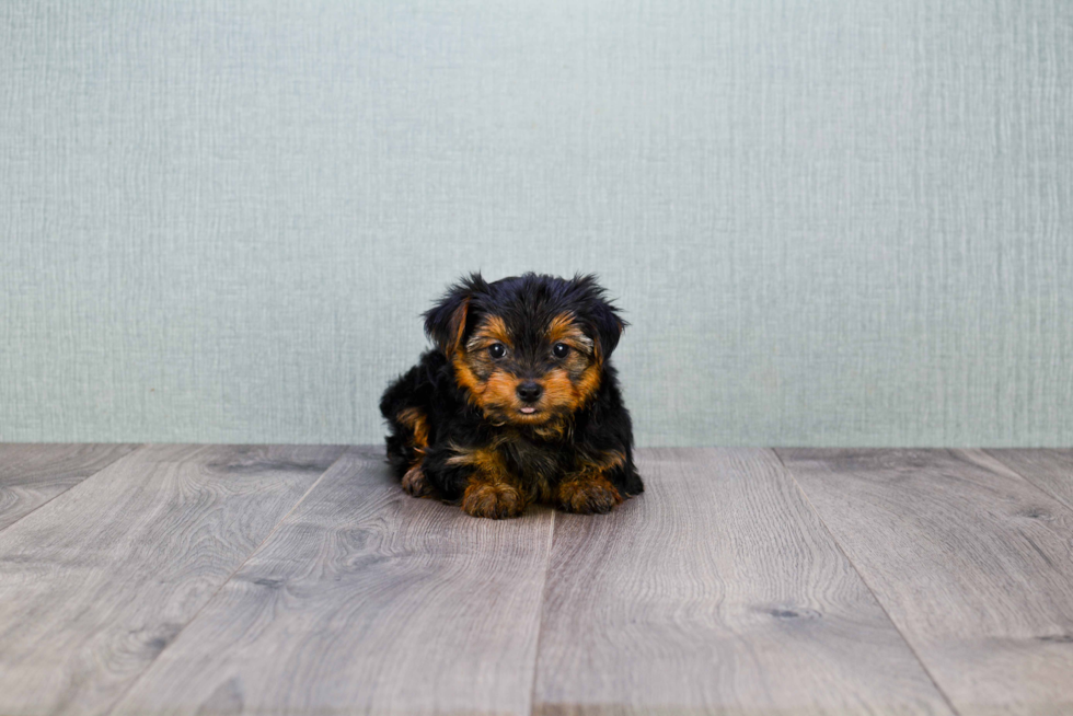 Meet Trigger - our Yorkshire Terrier Puppy Photo 