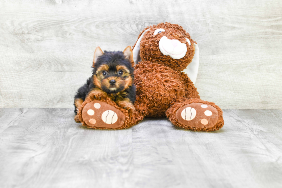 Meet Rascal - our Yorkshire Terrier Puppy Photo 