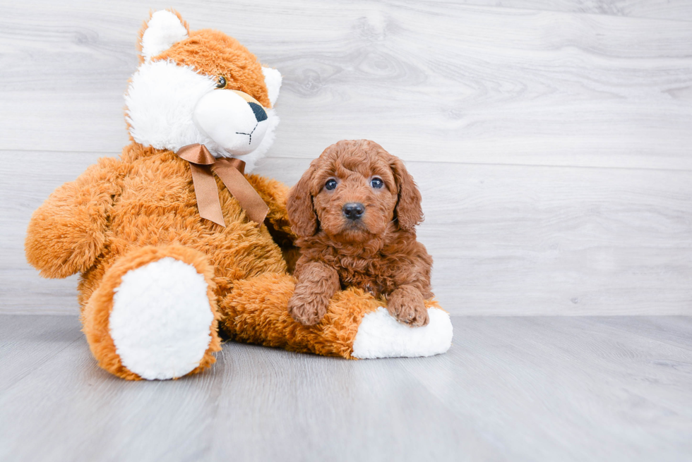 Best Mini Goldendoodle Baby