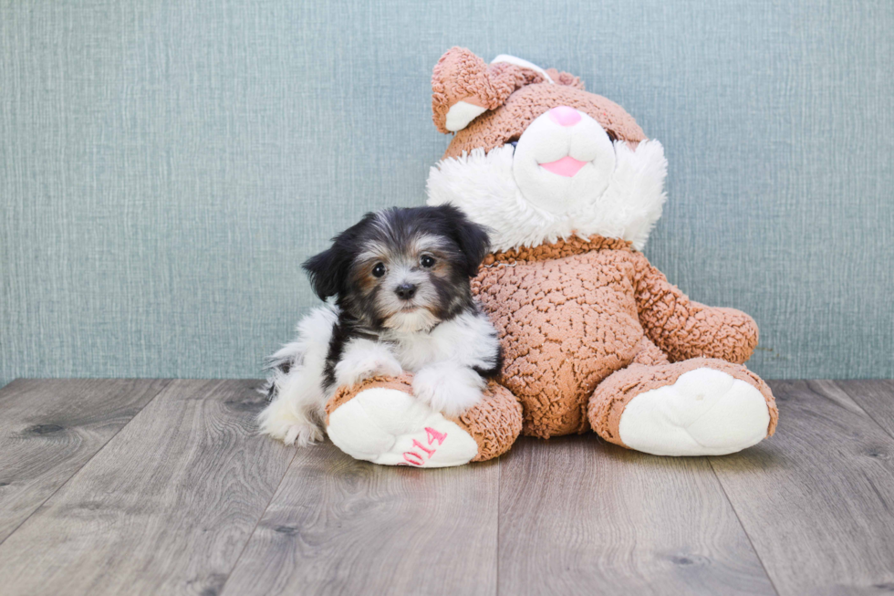 Akc Registered Havanese Purebred Pup