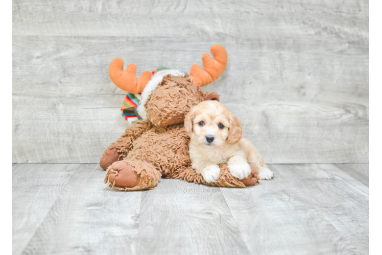 Cavachon Puppy for Adoption