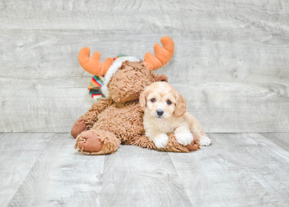 Cavachon Puppy for Adoption