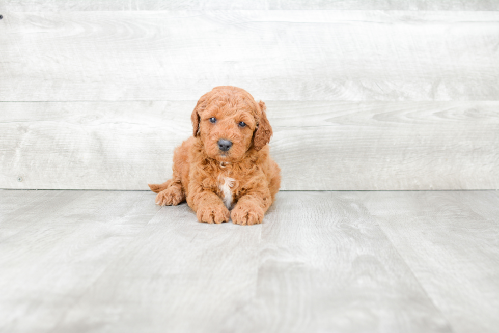 Adorable Golden Retriever Poodle Mix Puppy