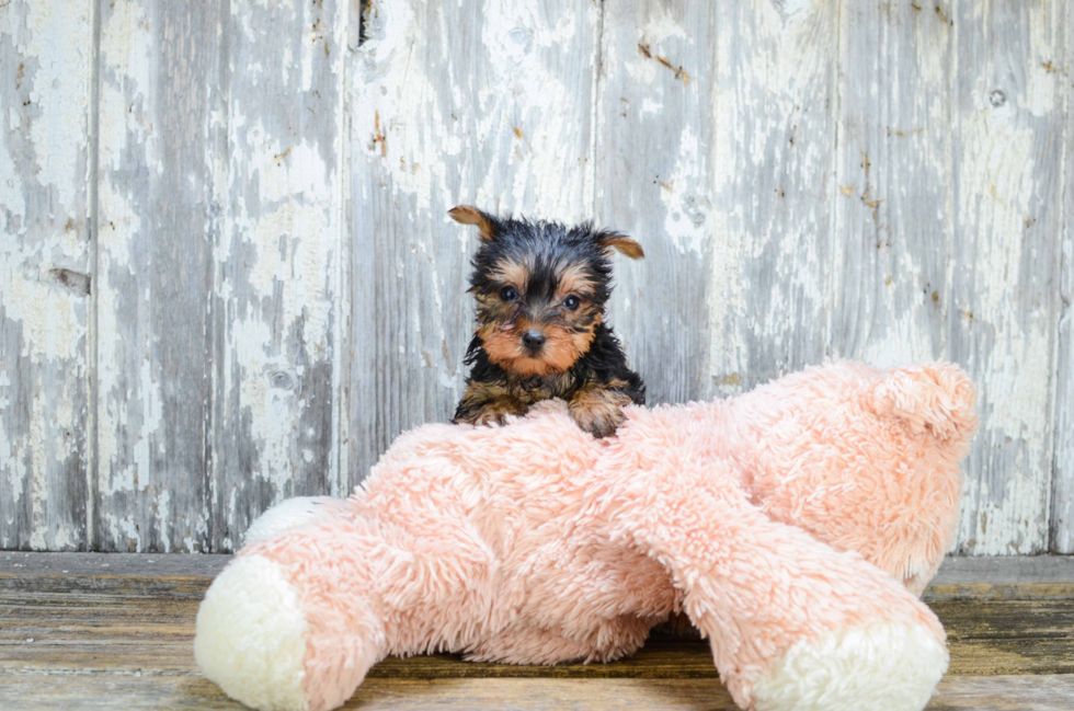 Meet Sheena - our Yorkshire Terrier Puppy Photo 