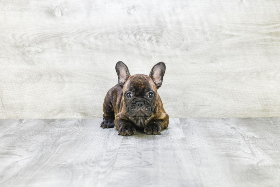 Small French Bulldog Baby