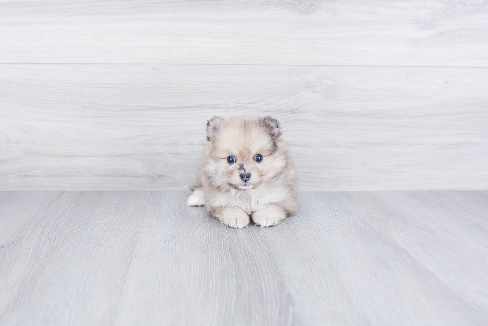 Pomeranian Puppy for Adoption