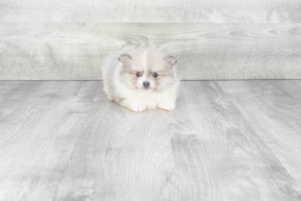 Happy Pomeranian Purebred Puppy