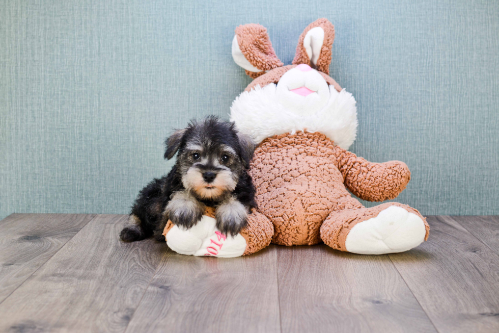 Cute Mini Schnauzer Mix Pup