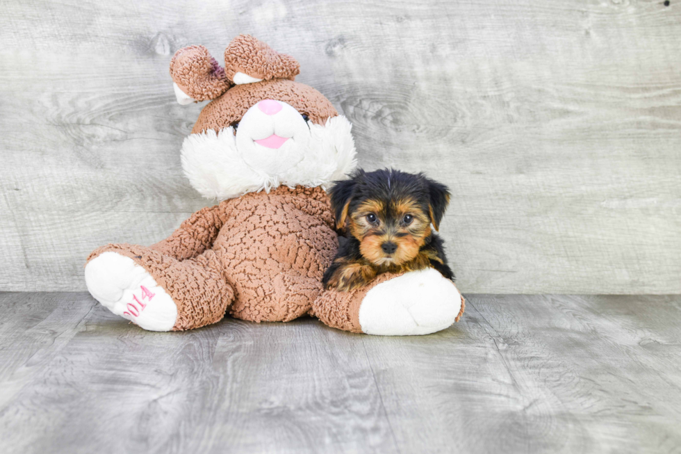 Meet Lori - our Yorkshire Terrier Puppy Photo 