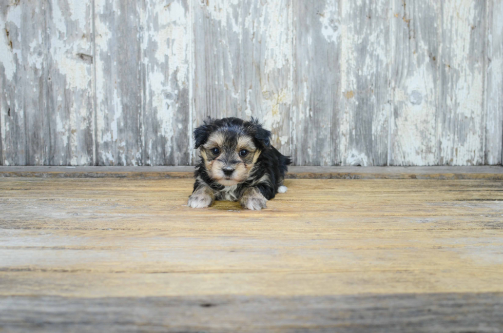 Little Yorkie Designer Puppy