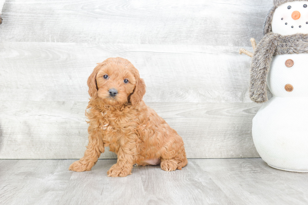 Mini Goldendoodle Pup Being Cute