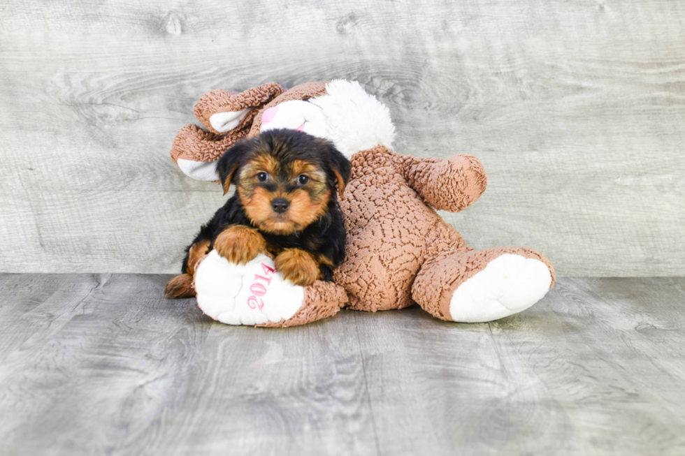 Meet Snickers - our Yorkshire Terrier Puppy Photo 