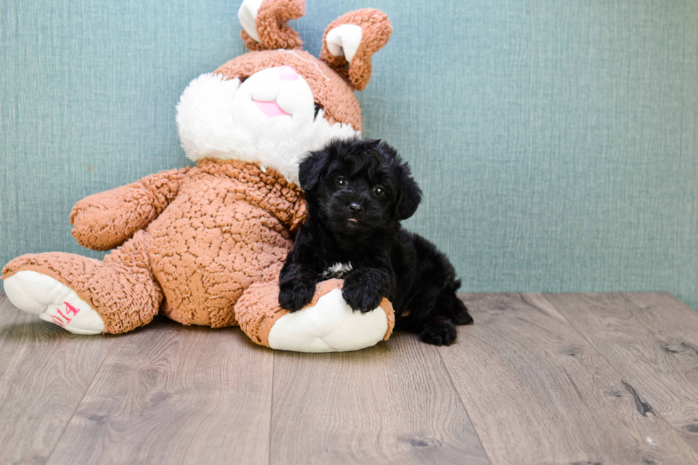 Popular Yorkie Poo Poodle Mix Pup