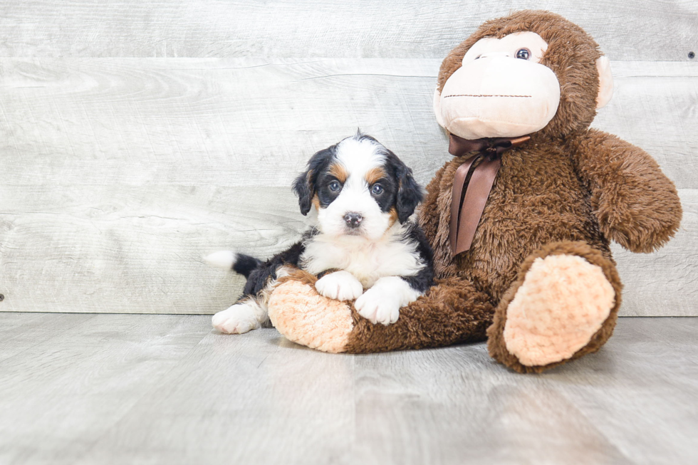 Little Bernadoodle Poodle Mix Puppy