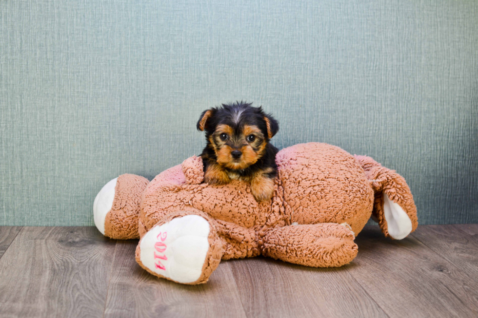 Meet Izzie - our Yorkshire Terrier Puppy Photo 