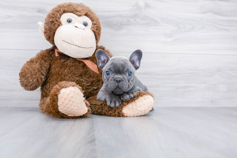 Small French Bulldog Baby