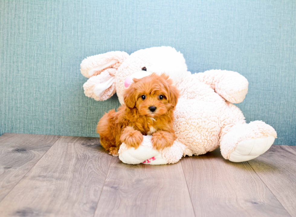 Cavapoo Puppy for Adoption