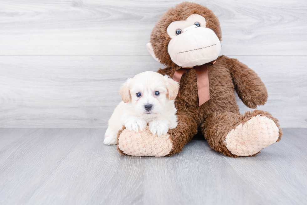 Funny Maltipoo Poodle Mix Pup