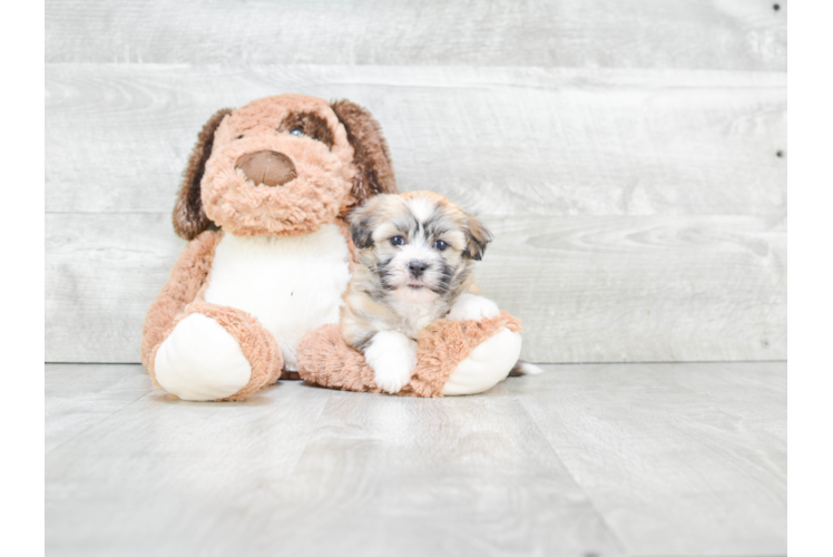 Havanese Pup Being Cute