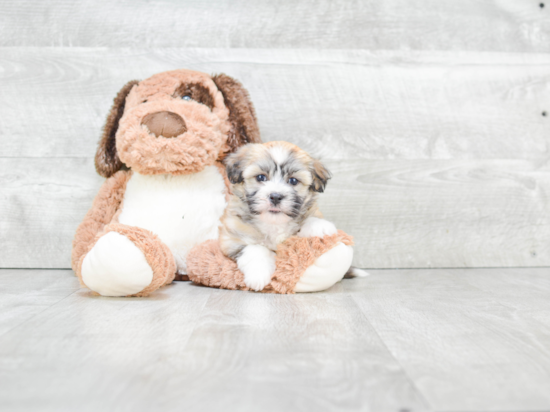 Havanese Pup Being Cute