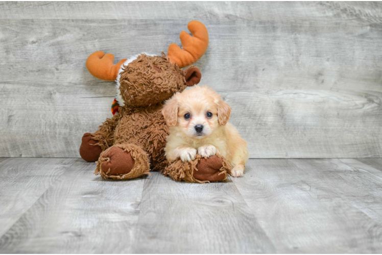 Best Cavachon Baby