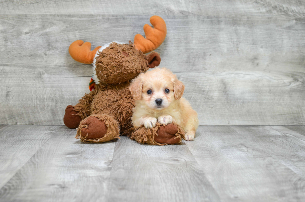 Best Cavachon Baby