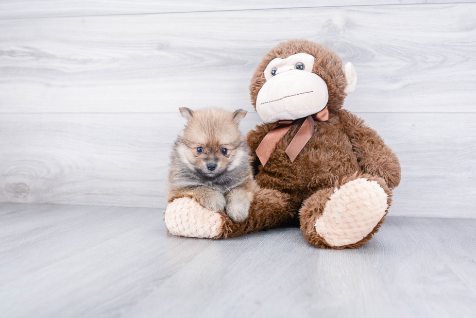 Best Pomeranian Baby