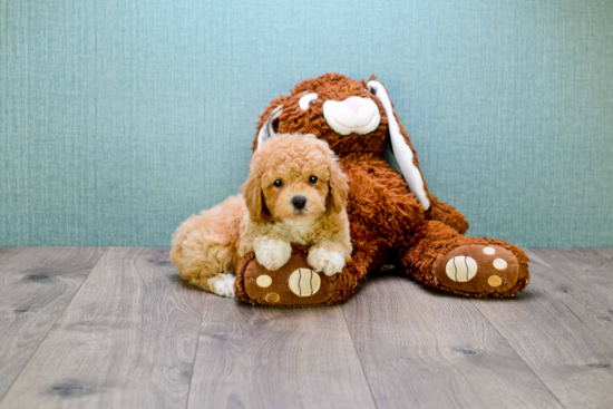 Hypoallergenic Cavoodle Poodle Mix Puppy