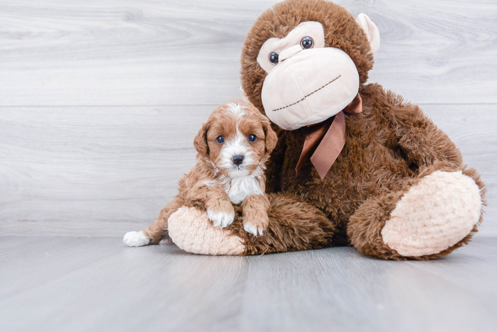 Energetic Cavoodle Poodle Mix Puppy